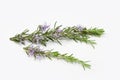 Fresh rosemary branch with blooming flowers isolated Royalty Free Stock Photo