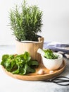 Fresh rosemary bush in wooden pots, twigs of fresh green basil, white mortar with pestle, salt and garlic on a round wooden tray Royalty Free Stock Photo