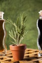 Fresh rosemary in a clay pot.