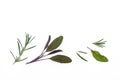 Fresh rosemary and garden sage leaves isolated on white background with copy space Royalty Free Stock Photo