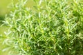 Fresh rosemary growing in a garden Royalty Free Stock Photo