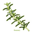 Fresh Rosemary Herb