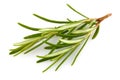 Fresh Rosemary Herb bunch. Gardening farming fragrant herb