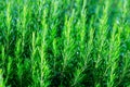 Fresh Rosemary Herb bush grow outdoor. Rosemary leaves Close-up. Traditional European Mediterranean Agriculture. Royalty Free Stock Photo