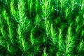 Fresh Rosemary Herb bush grow outdoor. Rosemary leaves Close-up. Traditional European Mediterranean Agriculture. Royalty Free Stock Photo