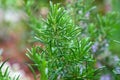 Fresh Rosemary Herb bush growing in garden Royalty Free Stock Photo