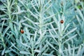 Fresh rosemary herb close up full background Royalty Free Stock Photo