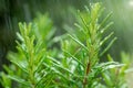 Fresh Rosemary Herb, close-up with water drops in Royalty Free Stock Photo
