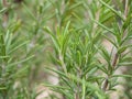 Fresh Rosemary Herb grow outdoor. Rosemary leaves Close-up Royalty Free Stock Photo