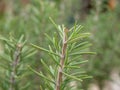 Fresh Rosemary Herb grow outdoor. Rosemary leaves Close-up Royalty Free Stock Photo