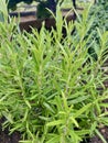 Fresh rosemary herb growing in the garden. Royalty Free Stock Photo