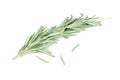 Fresh Rosemary Herb Isolated on White Background Royalty Free Stock Photo