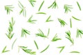 Fresh rosemary herb isolated on white background, Top view with copy space Royalty Free Stock Photo