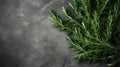 fresh rosemary herbs arranged on a dark stone background, providing ample copy space for a menu or recipe, captured in a Royalty Free Stock Photo