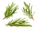 Fresh Rosemary Herbs set. Gardening farming fragrant herb