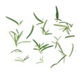 Fresh rosemary isolated on white background,top view Royalty Free Stock Photo