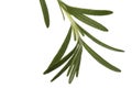 Fresh Rosemary Leaves