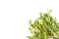 Fresh rosemary leaves isolated on white background with top left copy space Royalty Free Stock Photo