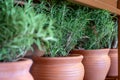 Fresh rosemary plants growing in the clay pots at home, cooking ingredient, aromatic seasoning