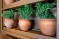 Fresh rosemary plants growing in the clay pots at home, cooking ingredient, aromatic seasoning