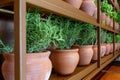 Fresh rosemary plants growing in the clay pots at home, cooking ingredient, aromatic seasoning