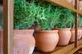 Fresh rosemary plants growing in the clay pots at home, cooking ingredient, aromatic seasoning