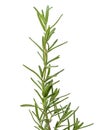 Fresh Rosemary shrub, Salvia rosmarinus leaves isolated on white background with clipping path