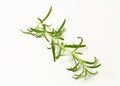 Fresh rosemary sprig Royalty Free Stock Photo