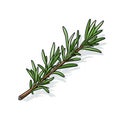 Fresh Rosemary Sprig on White Background AI Generated Royalty Free Stock Photo