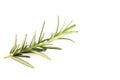 fresh rosemary sprig on white Royalty Free Stock Photo