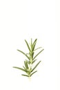 fresh rosemary sprig on white Royalty Free Stock Photo