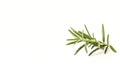 fresh rosemary sprig on white Royalty Free Stock Photo