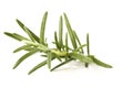 fresh rosemary sprig on white Royalty Free Stock Photo