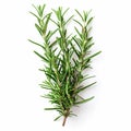 Fresh rosemary sprigs isolated on white, top view, perfect for culinary and health themes. Royalty Free Stock Photo