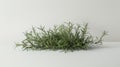 A of fresh rosemary sprigs its needlelike leaves releasing a strong herbaceous aroma. Rosemary is used in herbal