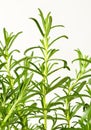 Fresh rosemary sprigs Royalty Free Stock Photo