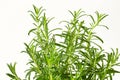 Fresh rosemary sprigs Royalty Free Stock Photo