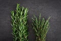Fresh Rosemary Thyme Herbs Royalty Free Stock Photo