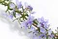 Fresh rosemary twig with blooming flowers isolated on white background Royalty Free Stock Photo