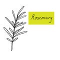 Fresh rosemary twig, vector illustration, hand drawing