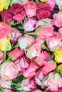 Fresh roses background, lot vatiety of colors Royalty Free Stock Photo