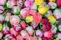 Fresh roses background, lot vatiety of colors Royalty Free Stock Photo