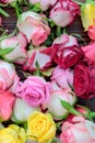 Fresh roses background, lot vatiety of colors Royalty Free Stock Photo