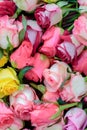 Fresh roses background, lot vatiety of colors Royalty Free Stock Photo