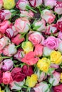 Fresh roses background, lot vatiety of colors Royalty Free Stock Photo