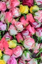 Fresh roses background, lot vatiety of colors Royalty Free Stock Photo