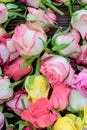 Fresh roses background, lot vatiety of colors Royalty Free Stock Photo