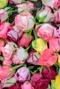 Fresh roses background, lot vatiety of colors Royalty Free Stock Photo