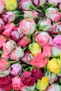 Fresh roses background, lot vatiety of colors Royalty Free Stock Photo