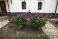 Fresh roses in June near the Kyivo-Pecherska Lavra building